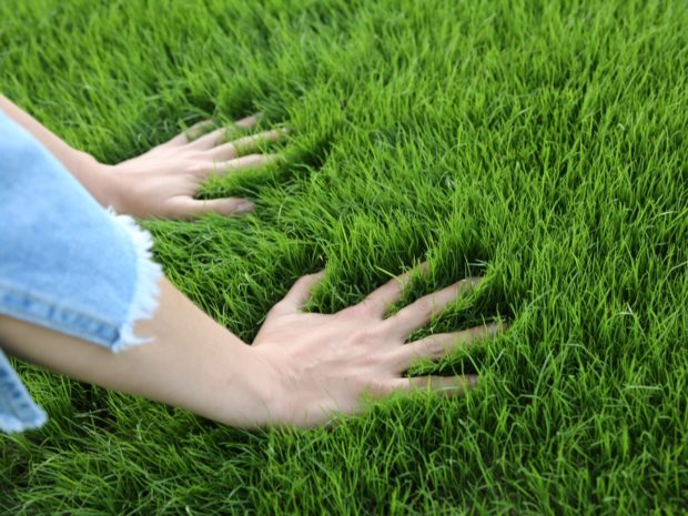 6 Tipps, wie man mit eigenen Händen einen Rasen im Land baut