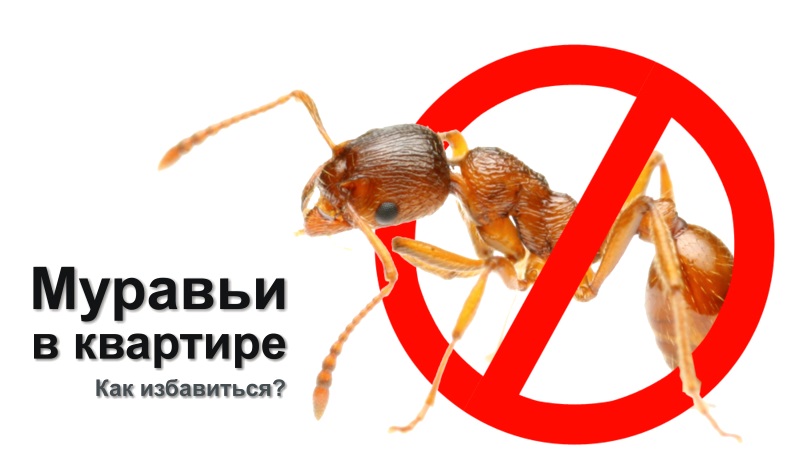 14 начина да се отървете от мравки в апартамент