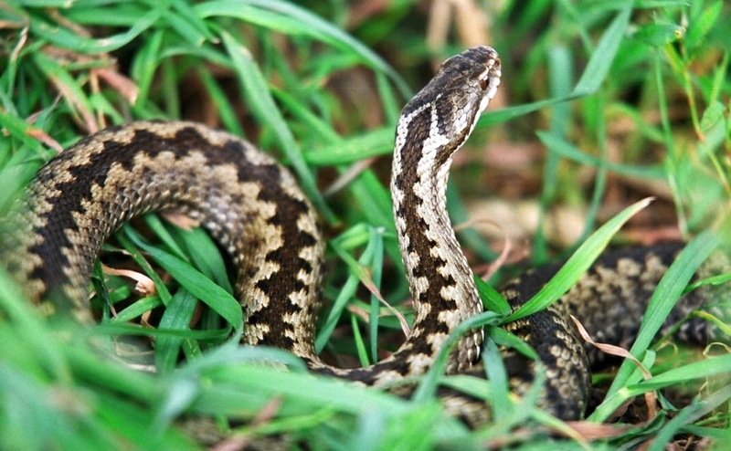 8 consigli per guidare i serpenti fuori dall'area
