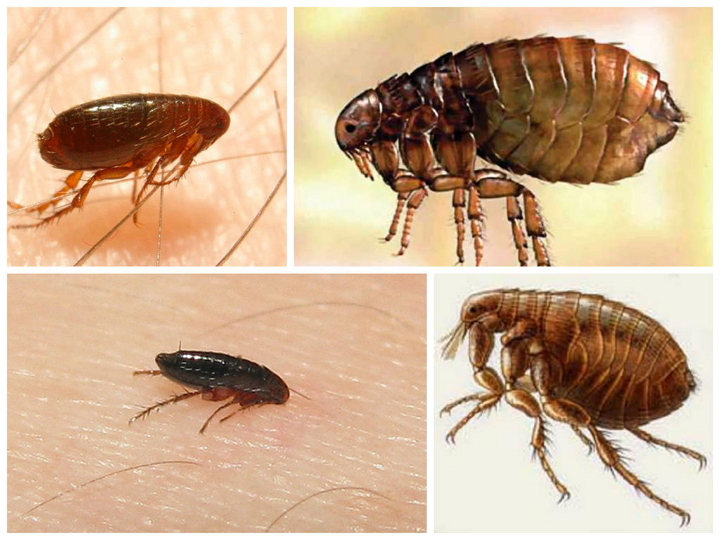Como se livrar rapidamente das pulgas em um apartamento: maneiras comprovadas
