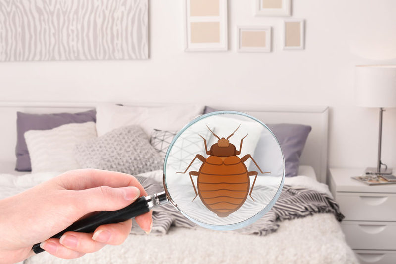 8 maneiras de trazer bugs para casa