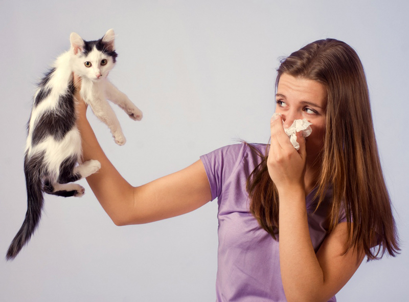 9 cách để loại bỏ mùi nước tiểu của mèo trong một căn hộ