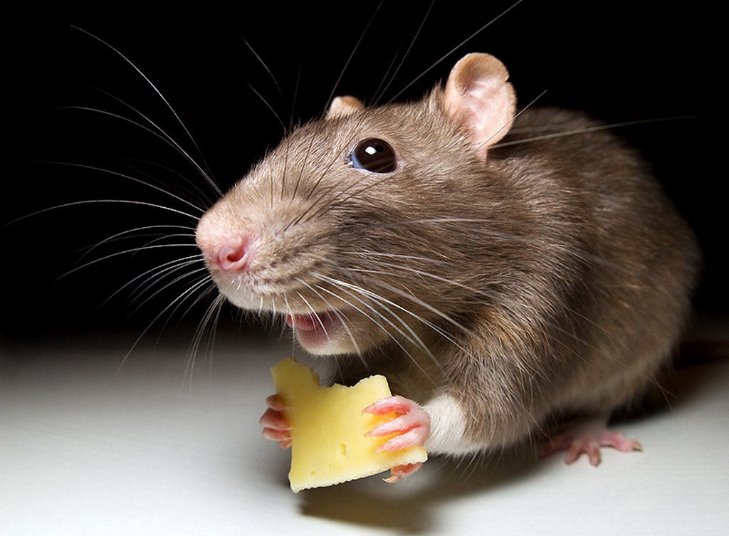 Hogyan lehet megszabadulni az egerektől az országban: TOP-5 módok