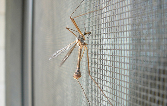 10 tipov na výber siete proti komárom na plastových oknách