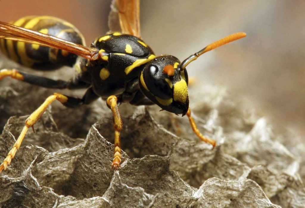 7 consigli per sbarazzarsi delle vespe sul sito