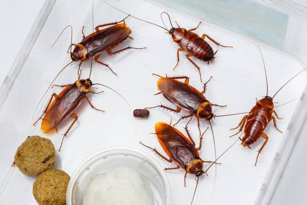 11 Tipps, um Kakerlaken im Haus loszuwerden