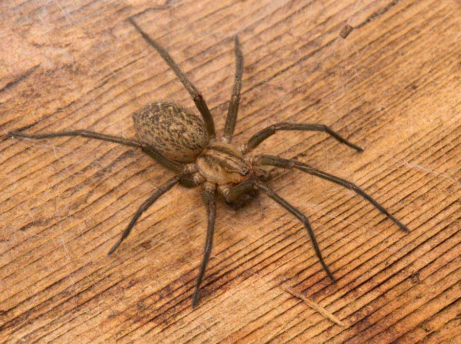 15 Möglichkeiten, um Spinnen im Haus loszuwerden