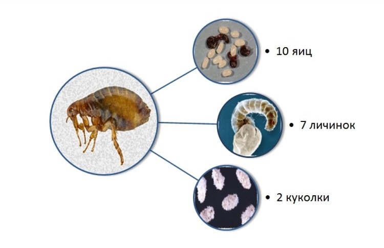5 dicas simples sobre como se livrar das pulgas no porão